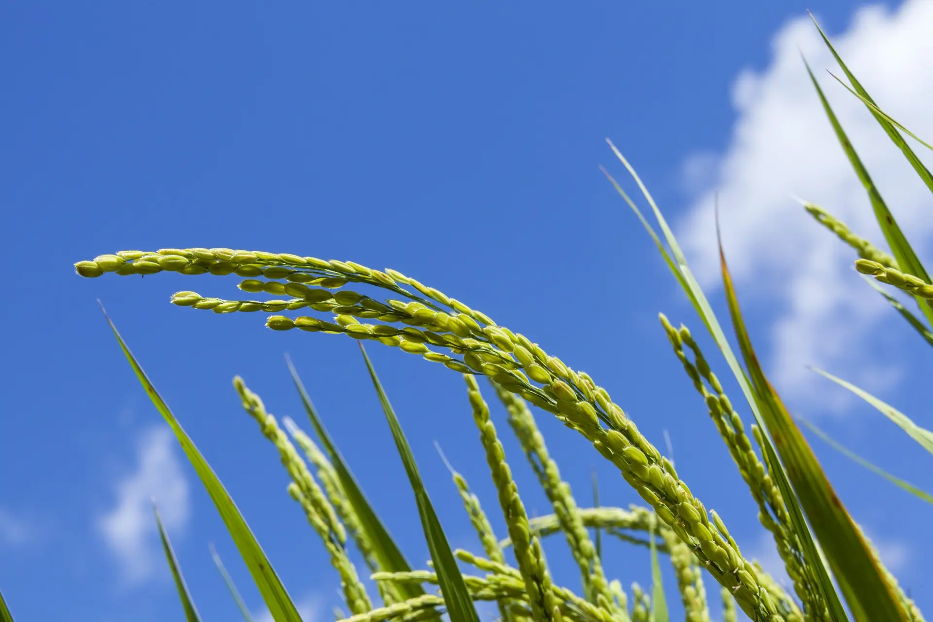 お米と健康の関係とは