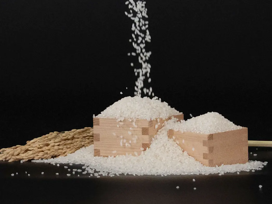 さとう農園で栽培しているササニシキ