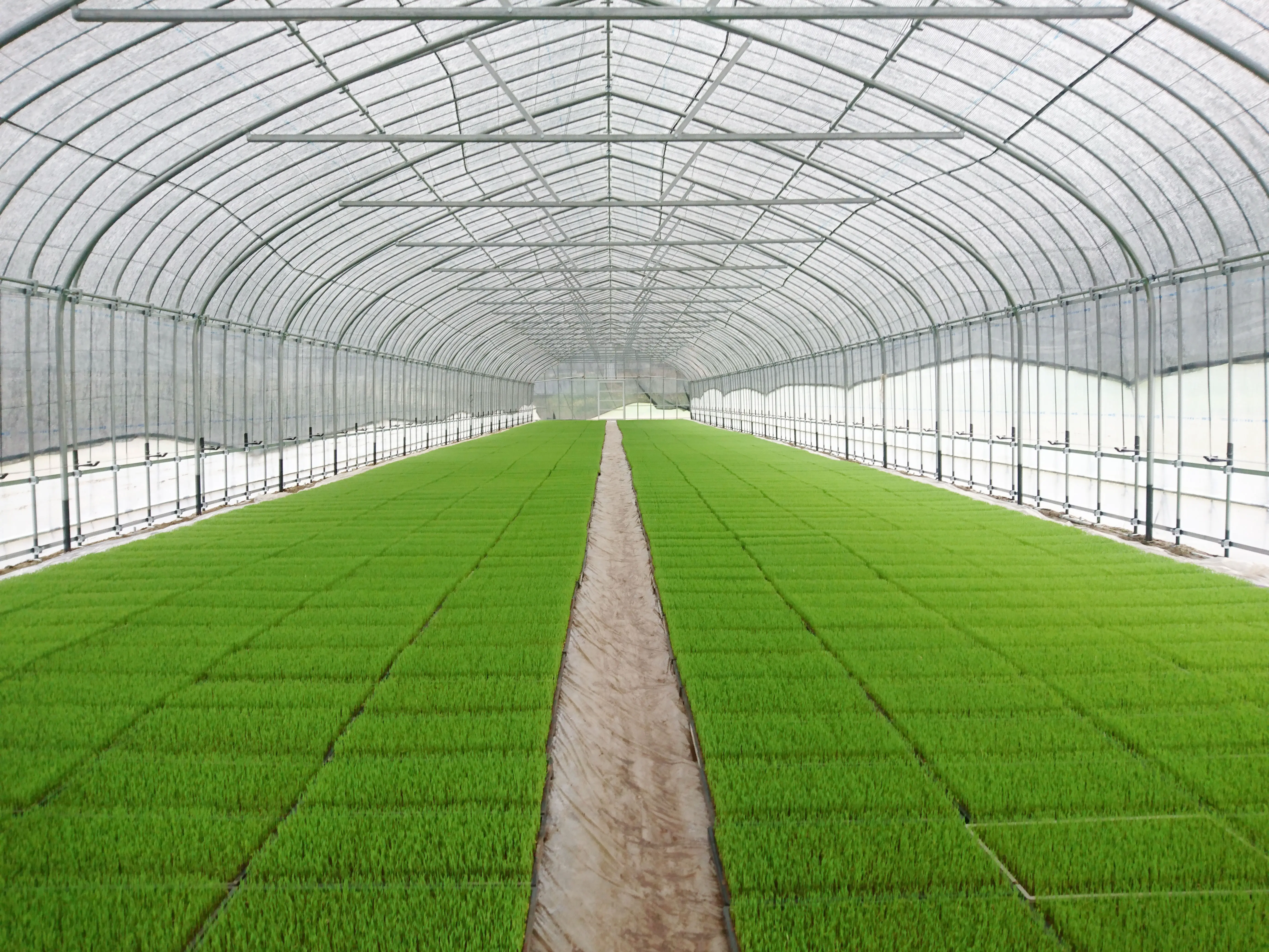 さとう農園の田に植える前のビニールハウスで苗を栽培している様子