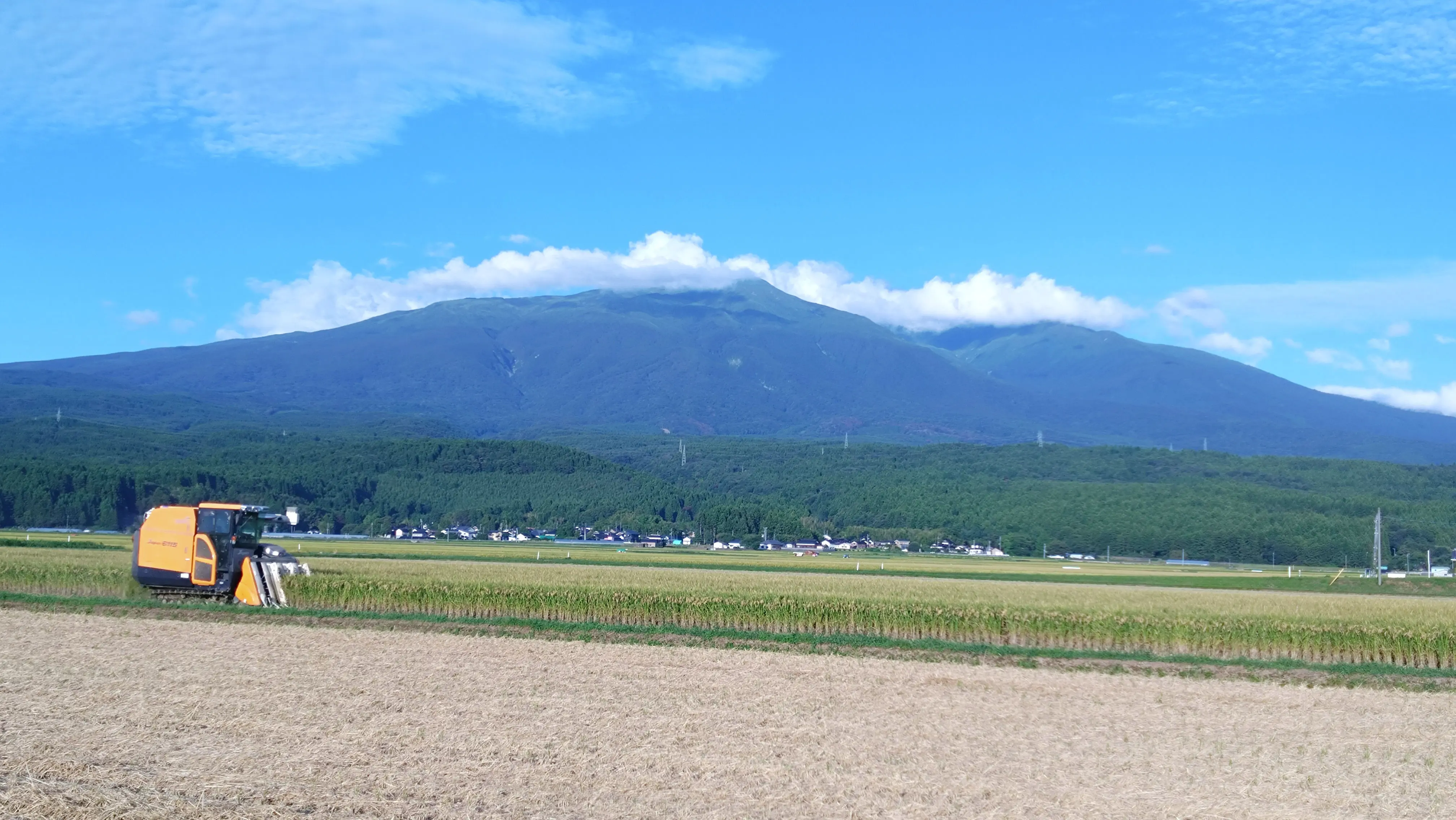 コンバインで稲を刈り取る様子