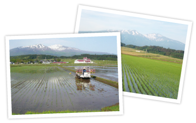 お米ができるまで 山形県遊佐町の美味しい特別栽培米を通販で さとう農園