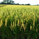 誰もが納得する 令和５年年 山形県庄内産 コシヒカリ 特別栽培米 さとうの米 玄米3kg