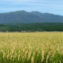誰もが納得する 令和４年 山形県庄内産 コシヒカリ 特別栽培米 さとうの米 精米3kg