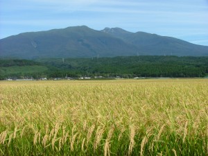 誰もが納得する 令和５年 山形県庄内産 コシヒカリ 特別栽培米 さとうの米 精米3kg